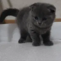 اسکاتیش بلو فولد