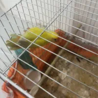 کوتوله و لوازم  معاوضه باکبوتر