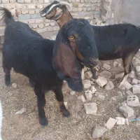 سلام ۳دانه یکساله آبستن سنگین قیمت دانه ۱۲ تومن|حیوانات مزرعه|تربت جام, معدآباد|دیوار