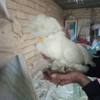 مرغ و خروس سلطان|حیوانات مزرعه|قم, علی آباد سعدگان|دیوار