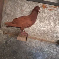 کبوتر گلی دم سفید
