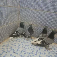 انواع کبوتر|پرنده|دهدشت, |دیوار