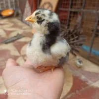 مرغ آمروک همراه با جوجه گلین