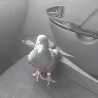 زیر خر سفید