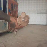نر‌سرخ‌سرور