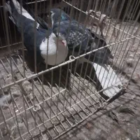 کلاغ دمب سفید وساده سبز