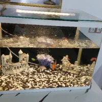 آکواریوم|ماهی|خرم‌آباد, |دیوار