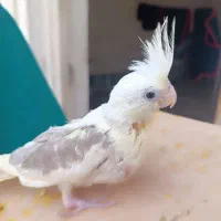 عروس هلندی|پرنده|اهواز, فاز ۵ پاداد|دیوار