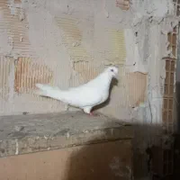 کبوتران پرشی|پرنده|ارومیه, |دیوار