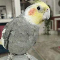 عروس هلندی نر