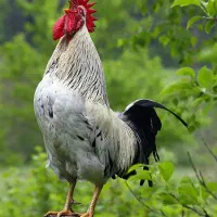 کارگر مرغداری نیازمندیم
