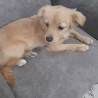 سگ پاکوتاه