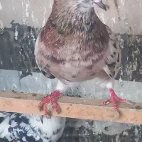 کفتر دهات|پرنده|قم, انسجام|دیوار