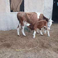 گاوآلمانی شیری همراه باگوساله نر|حیوانات مزرعه|باوی, |دیوار