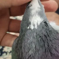 سبز پلنگ نر