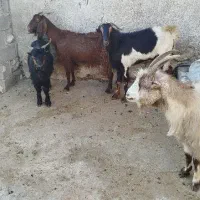 ۵ راس بز داشتی جوان و سنگین ( معاوضه با گاو)|حیوانات مزرعه|دهدشت, |دیوار