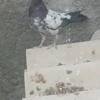 کفتر