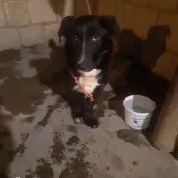 سگ پا کوتاه باهوش