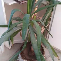 یوکا متوسط و یوکا بزرگ 30 ساله