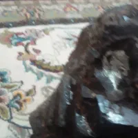 شهاب سنگ|کلکسیون اشیاء عتیقه|نهاوند, |دیوار