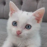 گربه|گربه|قم, دانش|دیوار