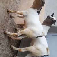 نر سومال ۱۰ ماهه