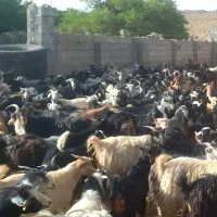 کهره نر شیر مست برای عید قربان