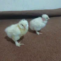 جوجه گردن لخت و پاپر و محلی