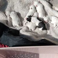 توله شیتزو پیکنز