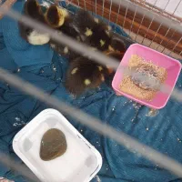 چهار عدد بچه اردک روسی