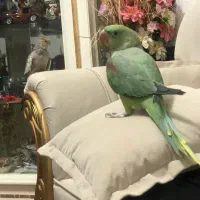 شاه طوطی
