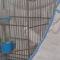 قناری سفید|پرنده|رشت, شهرک الغدیر|دیوار