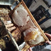 عسل آذربایجان طبیعی  کوهستان درمانی درجه یک