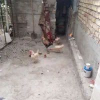 مرغ. خروس