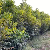 نهال|گل و گیاه طبیعی|میمند, |دیوار