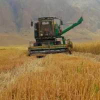 کاه گندم سرخوشه نرم رسید