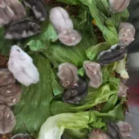 همستر سوری و کمپل و خوکچه هندی