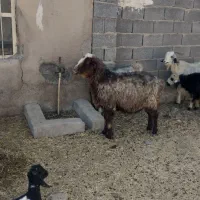 میش‌ و بز داشتی|حیوانات مزرعه|شیراز, ارم|دیوار
