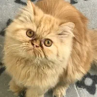 واگذاری رایگان گربه پرشین ۳ ماهه