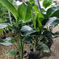 دهکده گل بوشهر|گل و گیاه طبیعی|بوشهر, |دیوار