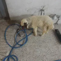 بره ماده