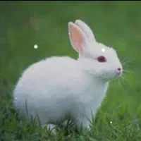 خرگوش