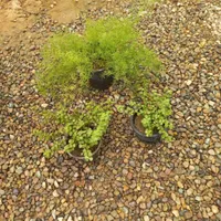 گل های آپارتمانی
