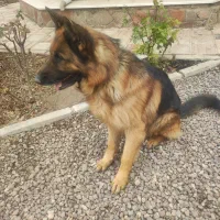 سگ ژرمن نر|سگ|قزوین, |دیوار