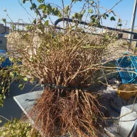 نهال انگورکشمشی خالص ضمانتی