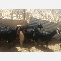 حیوون|حیوانات مزرعه|شیراز, رکن‌آباد|دیوار