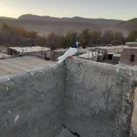 چپ سیاه شقه|پرنده|مشهد, هدایت|دیوار