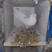 سفید چش نوک سفید بدون غلطی