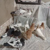 کفترهمه جوره باهم|پرنده|سیلاخور, |دیوار