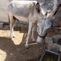 الاغ گم شده